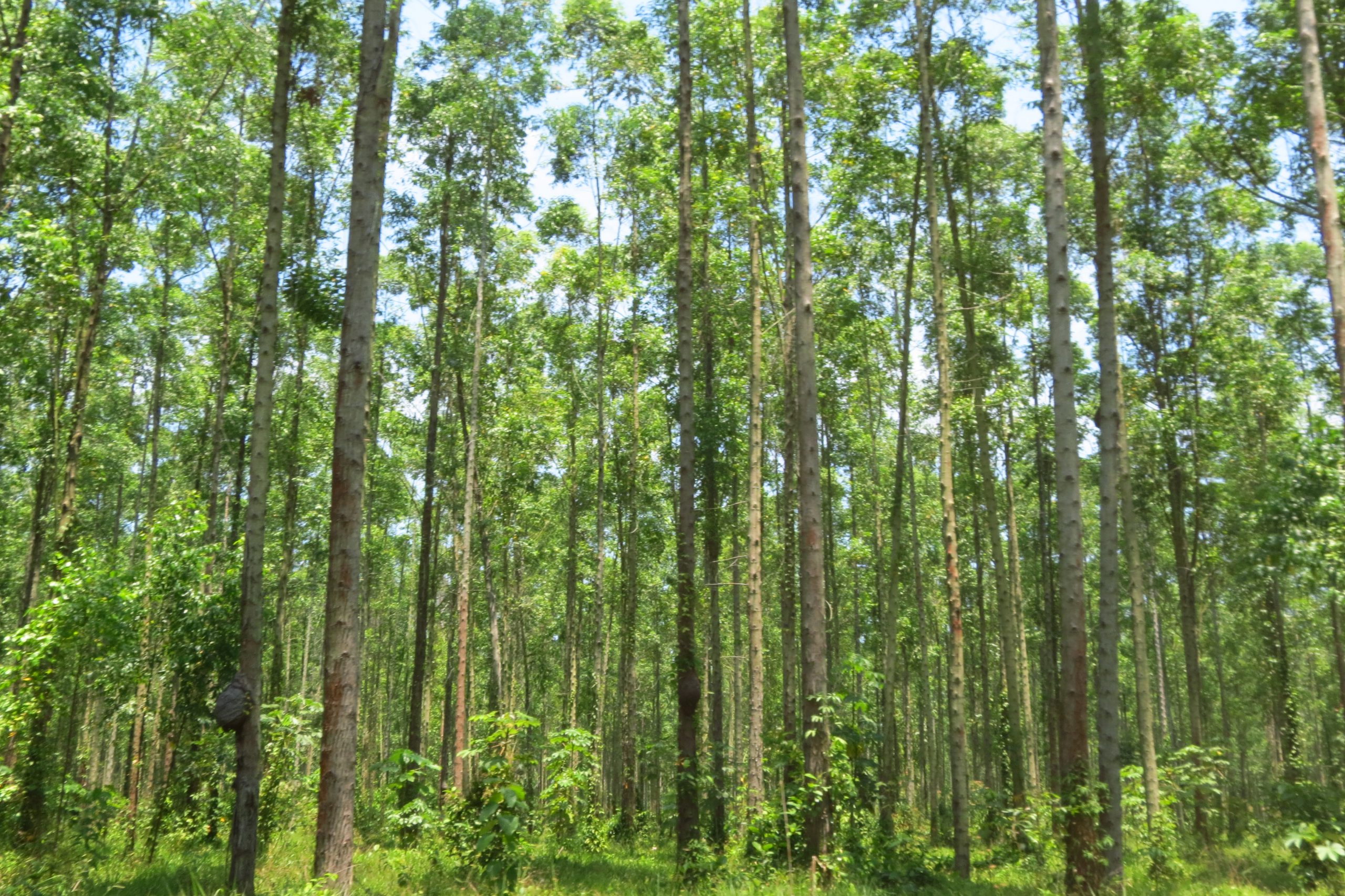 Sala Bosque